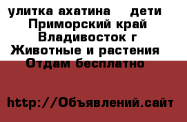 улитка ахатина  \ дети - Приморский край, Владивосток г. Животные и растения » Отдам бесплатно   